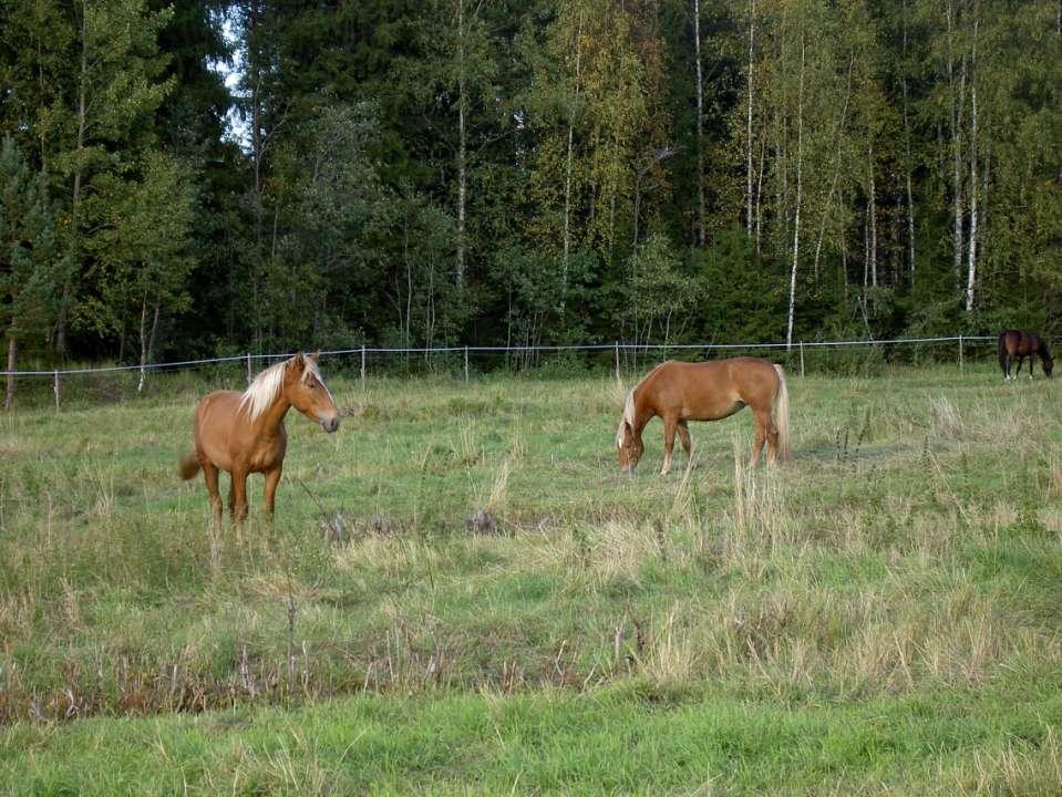 Kiitos!