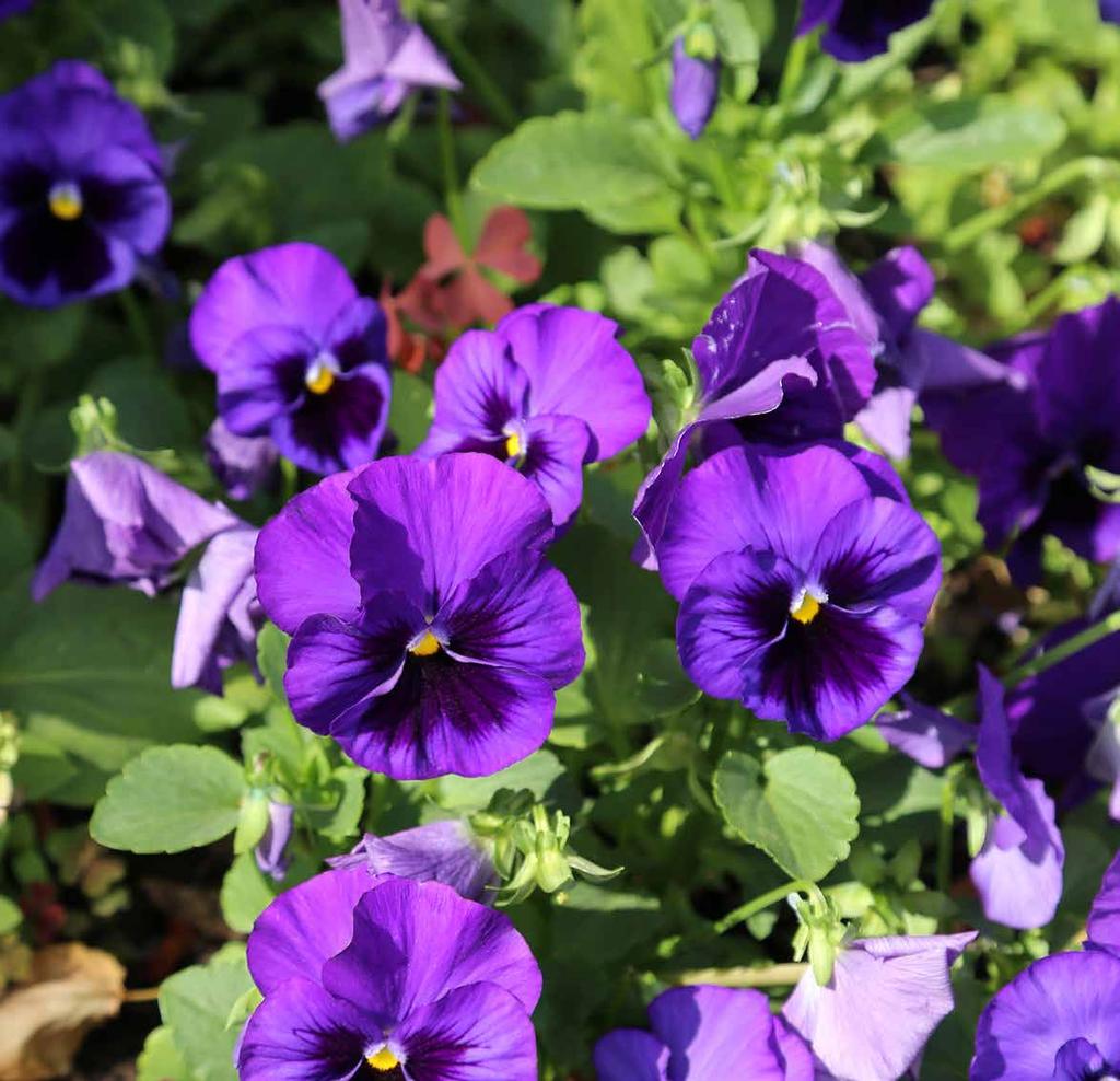 Hong Kong Garden Center -puutarhamyymälä avataan Ylöjärvellä to 13.4. klo 9.00.