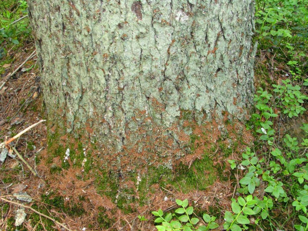 Purua pystypuun tyvellä, kesäkuu Kirjanpainajan tuoreet iskeytymät tunnistaa