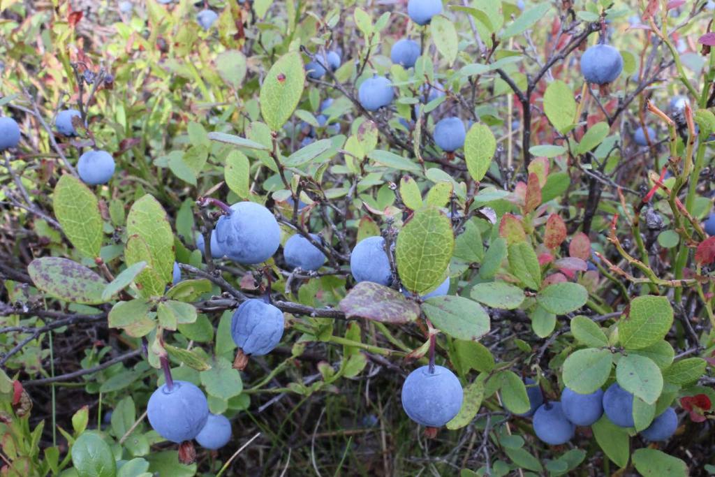 Luonto tuottaa meille ravintoa monessa muodossa.