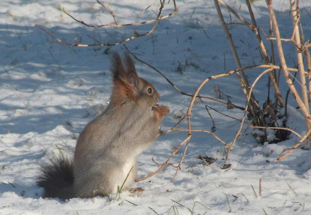 Ylläpitävät palvelut Tuotantopalvelut Säätelevät palvelut - Kulttuuripalvelut Luonto on