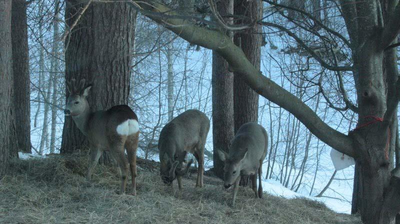 Metsäkauris on uusin riistaeläin hirvieläintemme joukossa.