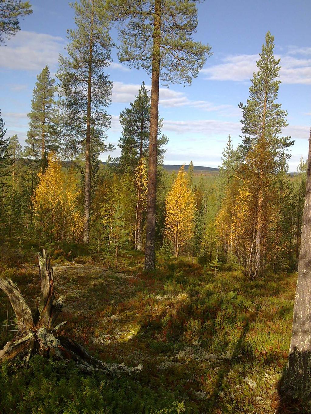 Luonto tarjoaa kasvihuonekaasupäästöjen vaikutuksia pienentäviä