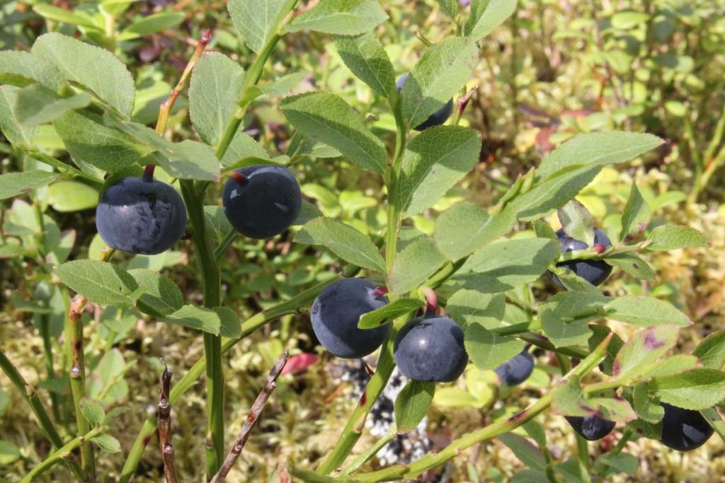 Luonto tuottaa meille ravintoa monessa muodossa.