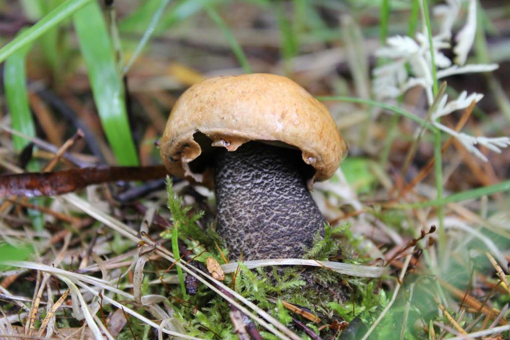 Luonto tuottaa meille ravintoa monessa muodossa.