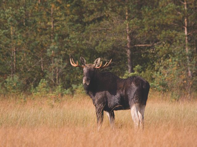 suo, jossa voi kertomuksen mukaan hiljaa ollessa kuulla