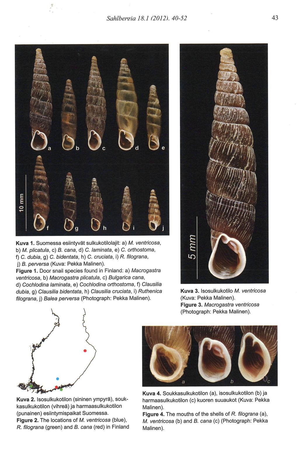 Sahlhersia 18.1 01). 40-5 Kuva 1. Suomessa esiintyvät sulkukotilolajit: a) M. ventricosa, b) M. plicatula, c) B. cana, d) C. laminata, e) C. orthostoma, f) C. dubia, g) C. bidentata, h) C.