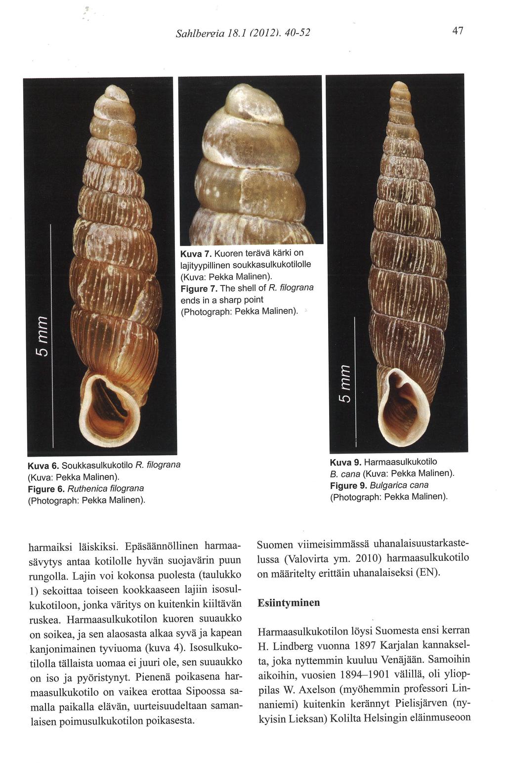 Sahlbersia 8. 00 ). 40-5 47 Kuva 7. Kuoren terävä kåirki on lajityypillinen soukkasulkukotilolle (Kuva: Pekka Malinen). Figure 7. The shell o'l R.