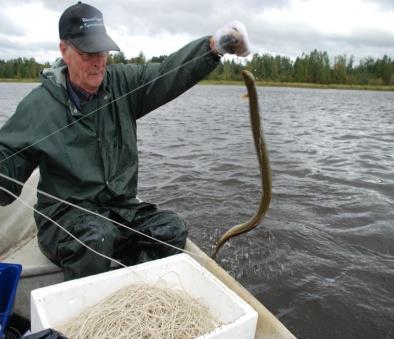 Pitkäikäinen laji, jolla pieni