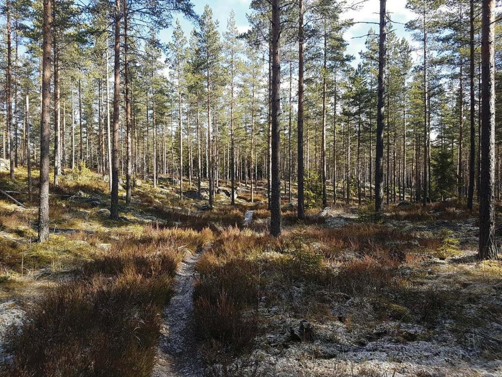 paikoin soiden tyyppilajisto (suopursu, lillukka, tupasvilla, rahkasammaleet) on laajalti säilynyt etenkin karummilla rämeillä.