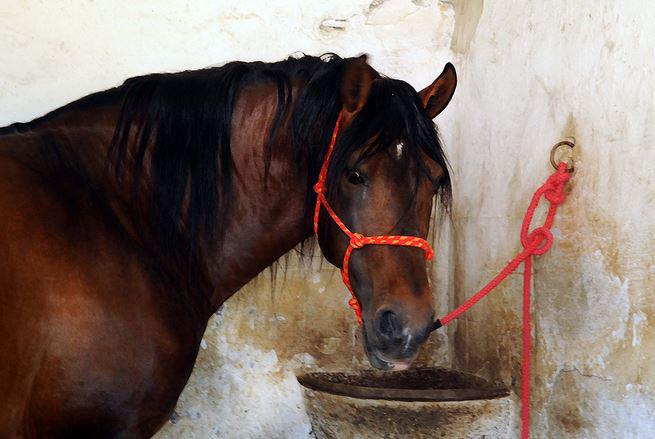 ieni tietoisku yleisimmistä barokkiroduista RE Lyhenne.R.E. tulee sanoista ura Raza Española, puhdasrotuinen espanjalainen hevonen.