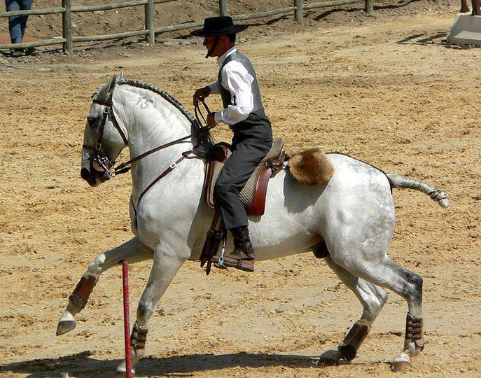 Se on yleensä lempeä ja ystävällinen, jopa oriina. RE on sosiaalinen ja tulee toimeen muiden hevosten kanssa. Se ottaa aivan omalla tavallaan kontaktia ihmiseen ja oppii nopeasti.