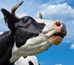 Lehmän FOSFORI-pastan fosforimäärä on 34 grammaa/tuubi, päivässä 68 grammaa.käytetään lehmille, joilla on poikimisen jälkeen taipumusta jäädä makuulle (ns.