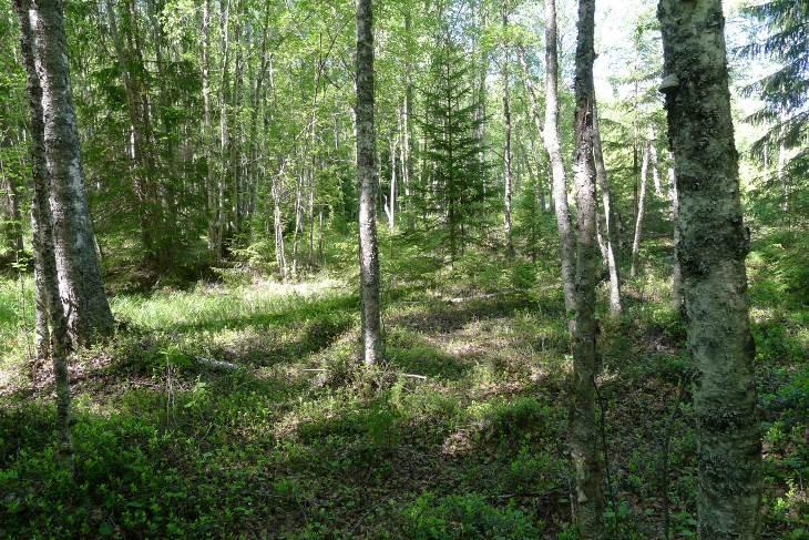 Valtapuustona on keski-ikäistä mäntyä, alikasvuna on hieskoivua. Metsäosalle on tehty keväällä metsähoitotoimenpiteitä (todennäköisesti harvennuksia). Metsäkoneiden ajourat näkyvät vielä maastossa.