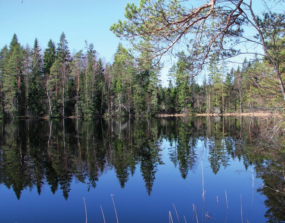 TAMMELAN TORRON OSAYLEISKAAVAN LUONTOARVOJEN PERUSSELVITYS 2015 Haiponjärvi on