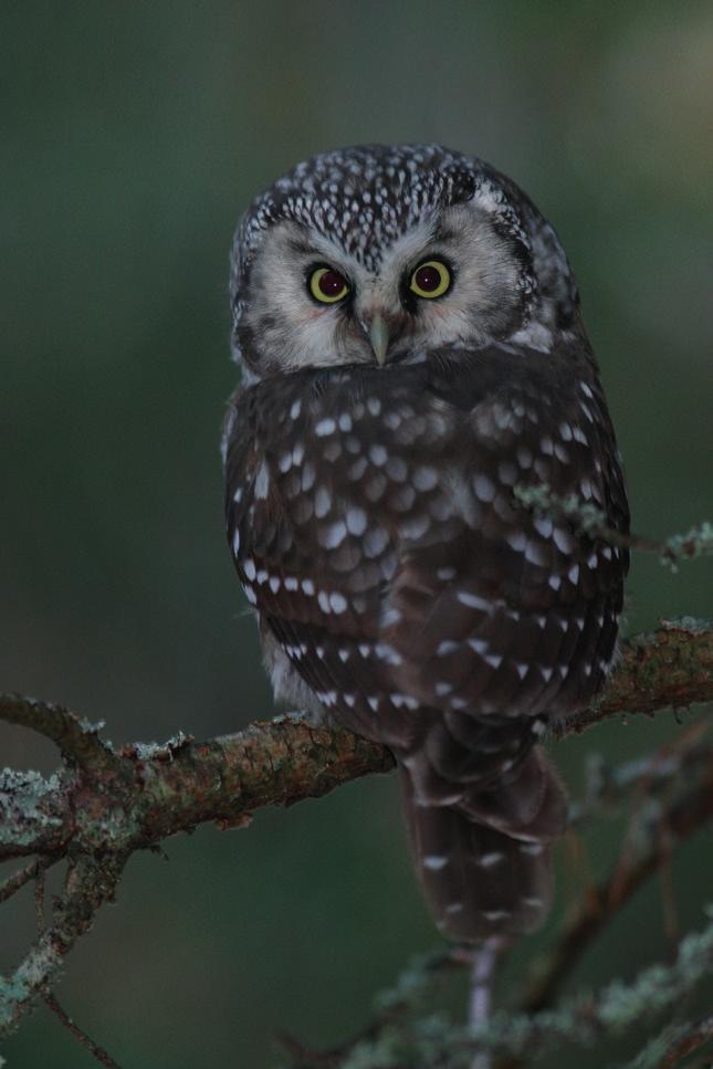 Palokärki (Dryocopus martius) 2 paria Palokärkiä havaittiin sekä Haiponjärven ympäristössä sekä myös osa-alue kahden keskiosissa.