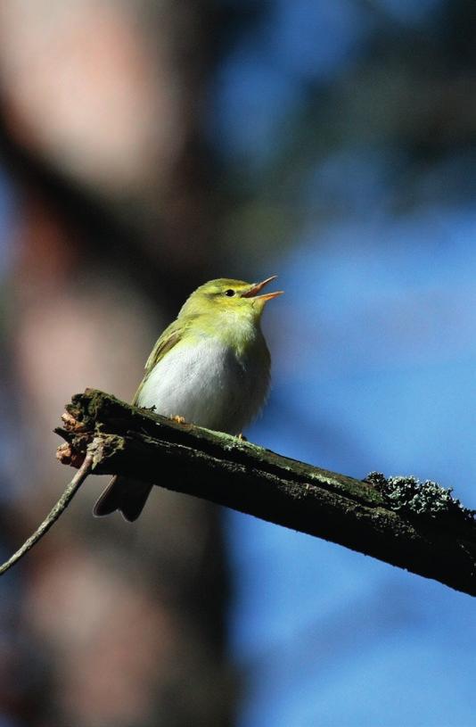 3.2.2 Alueella pesivät /esiintyvät kansallisessa uhanalaisluokituksessa (Rassi ym. 2010) mainitut lintulajit Metso (Tetrao urogallus) (NT= silmälläpidettävä) kts. 3.2.1 Teeri (Tetrao tetrix) (NT= silmälläpidettävä) kts.