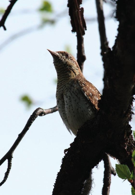 Lajin laulukausi on lyhyt ja poikasaikaan laji on hyvin huomaamaton. Sirittäjä (Phylloscopus sibilatrix) (NT= silmälläpidettävä) 7 paria Sirittäjiä havaittiin yhteensä kolmessa paikassa.