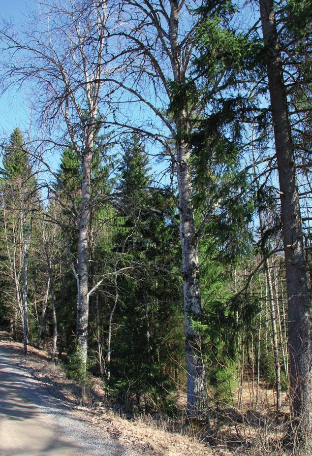 3.3 Liito-oravaselvitys 3.3.1 Johdanto Liito-orava (Pteromys volans) kuuluu EU:n Luontodirektiivin liitteen IV lajeihin ja on siten erityisesti suojeltu laji koko EU:n alueella.