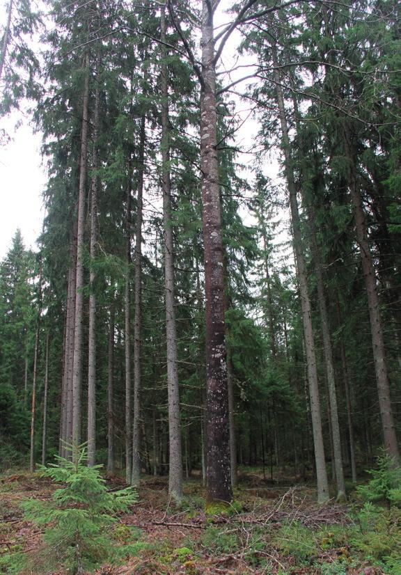 Torron kappelin luoteispuoleinen elinpiiri Osa-alue kahdelta Torron kappelin luoteispuolelta, aivan paikallistien varrelta, löytyi pieneltä haapa-kuusi sekametsäkuviolta runsaasti liito-oravan