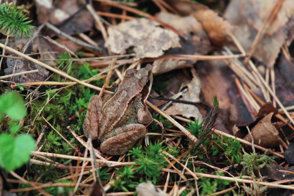 3.4. Viitasammakkoselvitys 3.4.1 Viitasammakko ja lajin ekologian yleispiirteet Tuntomerkit Viitasammakko (Rana arvalis) on pienikokoinen, suurimmillaankin vain noin 5 cm mittainen teräväkuonoinen sammakko.