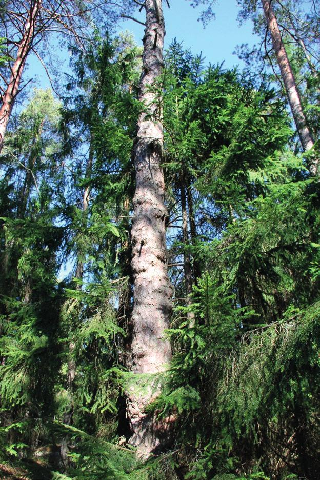Merkittävät luontokohteet: Luonnonsuojelulain 29 mukaiset suojeltavat luontotyypit: Alueella ei ole Luonnonsuojelulain 29 mukaisia suojeltavia luontotyyppejä.