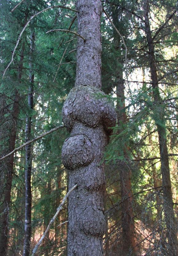 Luonnonsuojelulailla rauhoitettu kuusi Alueen koillisnurkkauksessa Torronsuon kansallispuiston rajalla kasvaa melko tiheän metsän seassa Luonnonsuojelulailla rauhoitettu kyhmyrunkoinen kuusi (Picea