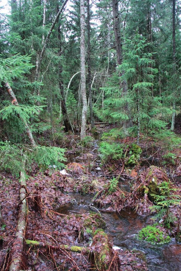 Osa-alue 2 Torron kylän länsipuoli Torron kylän länsipuoleinen osa-alue rajautuu Torronsuon kansallispuiston, Someron kunnan rajan sekä Jokioisten kunnan ja Tammelan rajapyykin (Vahankivi) väliselle