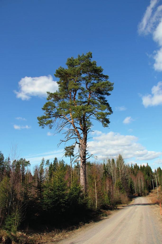 Kivisillan suolaikku Riukan metsän keskiosassa on pienialainen, lajistoltaan tavanomainen suolaikku.