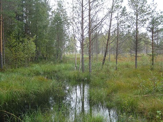 Joillakin alueilla Suomen luonnonsuojeluliiton luonnonsuojelupiirit eivät osallistuneet alueellisen metsäohjelman valmisteluun ja metsäneuvoston työskentelyyn.