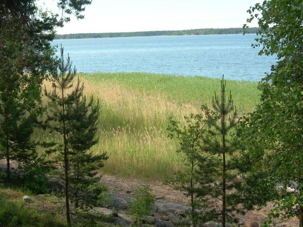 63 5 RUOVIKOT 5.1 Järviruoko Järviruoko (Phragmites australis) on rantakasvi, joka on ottanut haltuunsa matalat merenlahdet ja rannat niin Suomessa kuin maailmallakin.