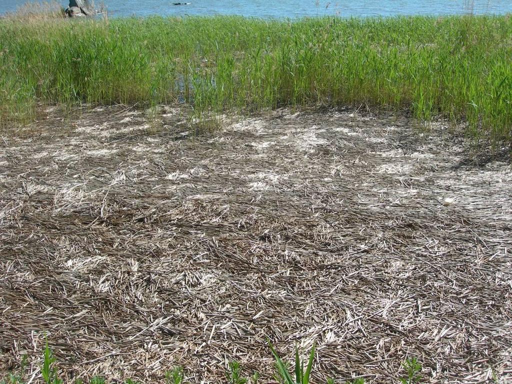 jatkuu, kunnes pohja ulottuu kokonaan vedenpinnan yläpuolelle ja kuivuu. (Metsähallitus 2006, 20.) 67 Kuva 26. Edellisvuoden ruokokasvustoa Vaasan Ahvensaaressa (Joonas Aromaa).