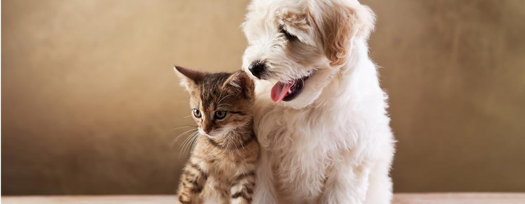oleskelutilojen puhdistus Pet-Line tuotteilla lisää hyvinvointia ja tuo mukavuutta