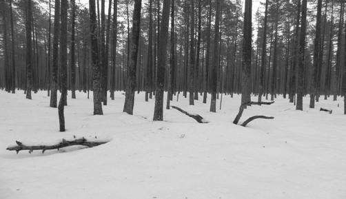 - Inventoija ei ole soveltanut boreaalisen luonnonmetsän tulkinnassa inventointiohjeen kirjausta