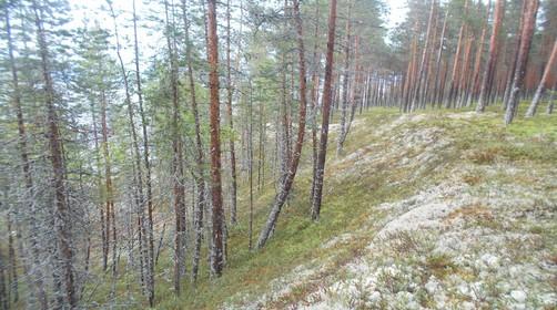 luonnonmetsää, mikäli se on kehittynyt luontaisesti.