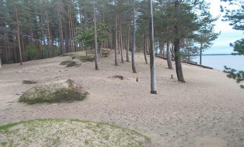 - Ärjänsaaren boreaalista luonnonmetsää edustavista kuviosta vain harva edustaa tyypillisiä kainuulaisen boreaalisen luonnonmetsän tilanteita.