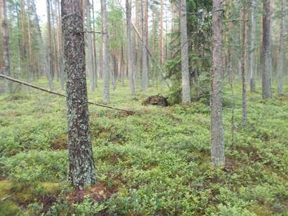 4. Ei boreaalista luonnonmetsää, mutta harjumetsää ja hoito- ja käyttösuunnitelman mukainen säästökuvio. 5. Boreaalista luonnonmetsää. Edustavuusluokka merkittävä.