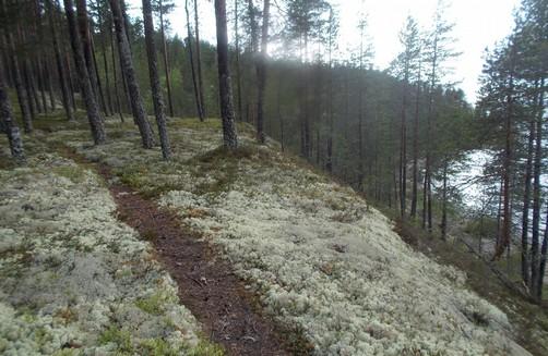 17. Boreaalista luonnonmetsää,