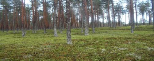 Aktiivinen vyörytörmä 22. Vanha, puistomainen, 1-jaksoinen, tilajakaumaltaan satunnainen puusto. Ei kantoja.