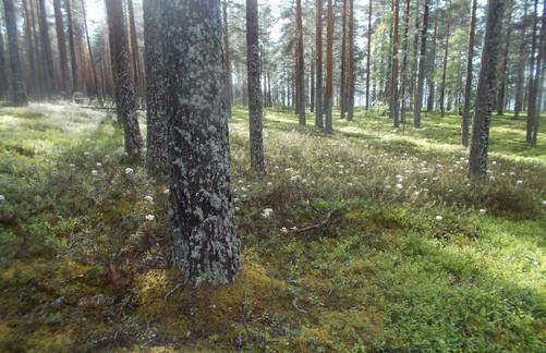 Vanha, tilajakaumaltaan satunnainen,