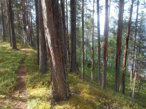 25. Boreaalista