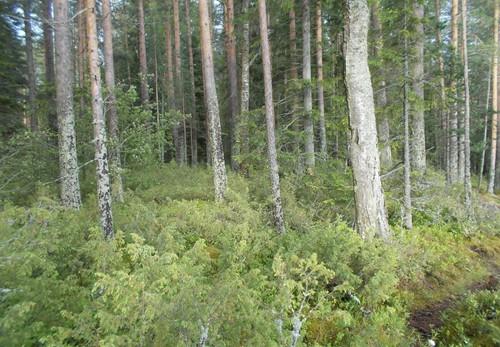 Vanha, tilajakaumaltaan satunnainen,