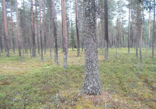 tilajakauma satunnainen.