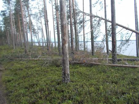 Hoito- ja käyttösuunnitelman säästökuvio.