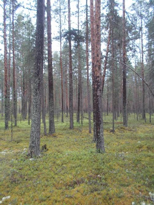 41. Boreaalista luonnonmetsää, edustavuusluokka merkittävä.
