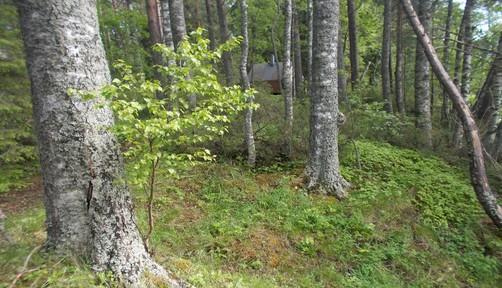Jyrkän rantatörmän boreaalista luonnonmetsää,