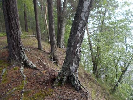 55. Boreaalista luonnonmetsää, lehdon ja kangasmaiden mosaiikki