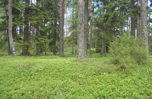 56. Boreaalista luonnonmetsää,