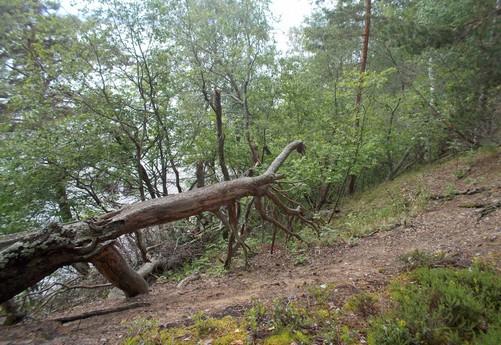 57. Jyrkän rantatörmän boreaalista lehtoa jo Lehtelän