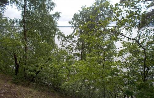 Täyttää myös boreaalisen luonnonmetsän kriteerit,